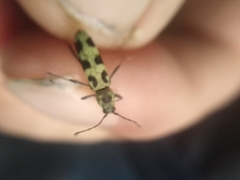 Chlorophorus herbstii