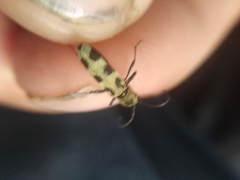 Chlorophorus herbstii