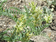 Astragalus bolanderi