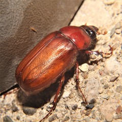 Cyclocephala borealis