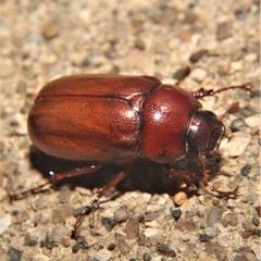 Cyclocephala borealis