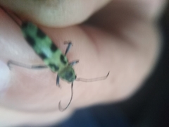 Chlorophorus herbstii