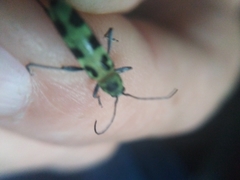 Chlorophorus herbstii