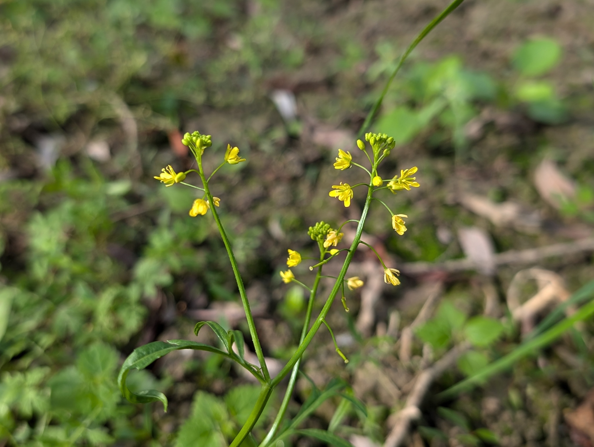 Hybrid Yellow-Cress (Rorippa ×)