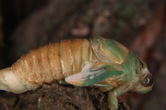 Neotibicen lyricen
