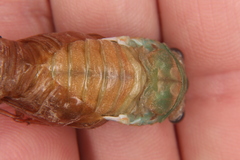 Neotibicen lyricen