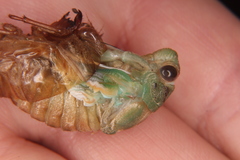 Neotibicen lyricen