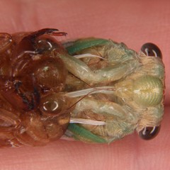 Neotibicen lyricen