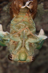 Neotibicen lyricen