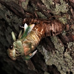 Neotibicen lyricen