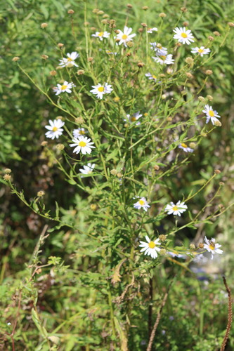 Image of Aster incisus by (c) Tatiana Strus, some rights reserved (CC BY)