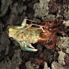 Neotibicen lyricen