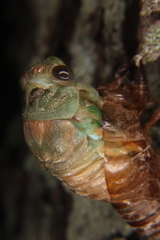 Neotibicen lyricen