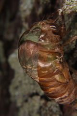 Neotibicen lyricen