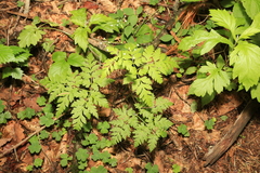 Osmorhiza aristata