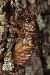 Neotibicen lyricen