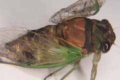 Neotibicen lyricen