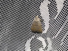 Caradrina clavipalpis