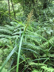 Scleria terrestris