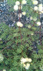 Mimosa malacophylla