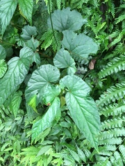 Begonia longifolia