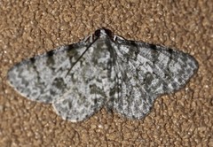 Dyscheralcis crimnodes