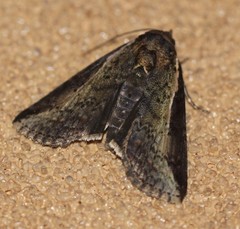 Lophoptera vittigera