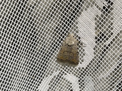 Caradrina clavipalpis