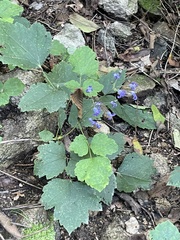 Clematis heracleifolia, photograph (c) Jane Charlen, some rights reserved (CC BY)