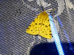 Diacrisia purpurata