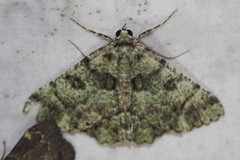 Aeolochroma hypochromaria