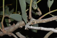 Blattoidae