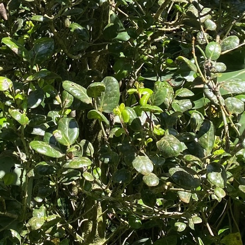 Image of Ilex perado by (c) Timothy Watkins, some rights reserved (CC BY)