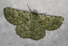 Aeolochroma viridicata