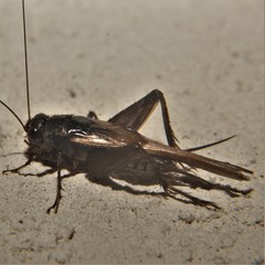 Gryllus rubens