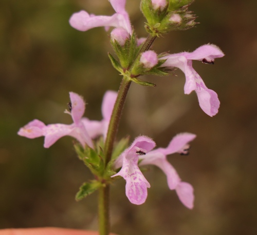 Stachys sublobata Skan