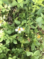 Bidens alba