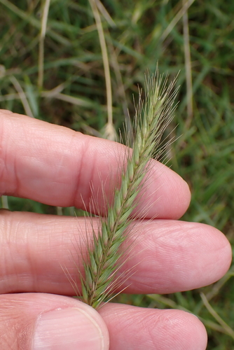 Image of Hordeum secalinum by no rights reserved