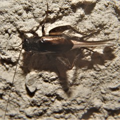 Gryllus rubens
