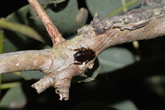 Blattoidae