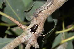 Blattoidae