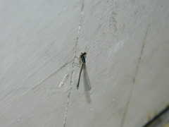 Argentagrion ambiguum