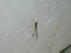 Argentagrion ambiguum