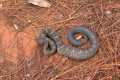 Crotalus basiliscus