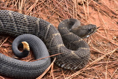 Crotalus basiliscus