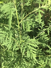 Ambrosia artemisiifolia