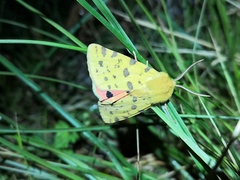 Diacrisia purpurata