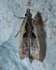 Dichomeris setosella