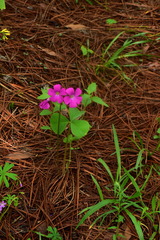 Oxalis macrocarpa