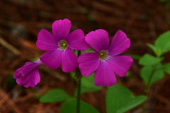 Oxalis macrocarpa
